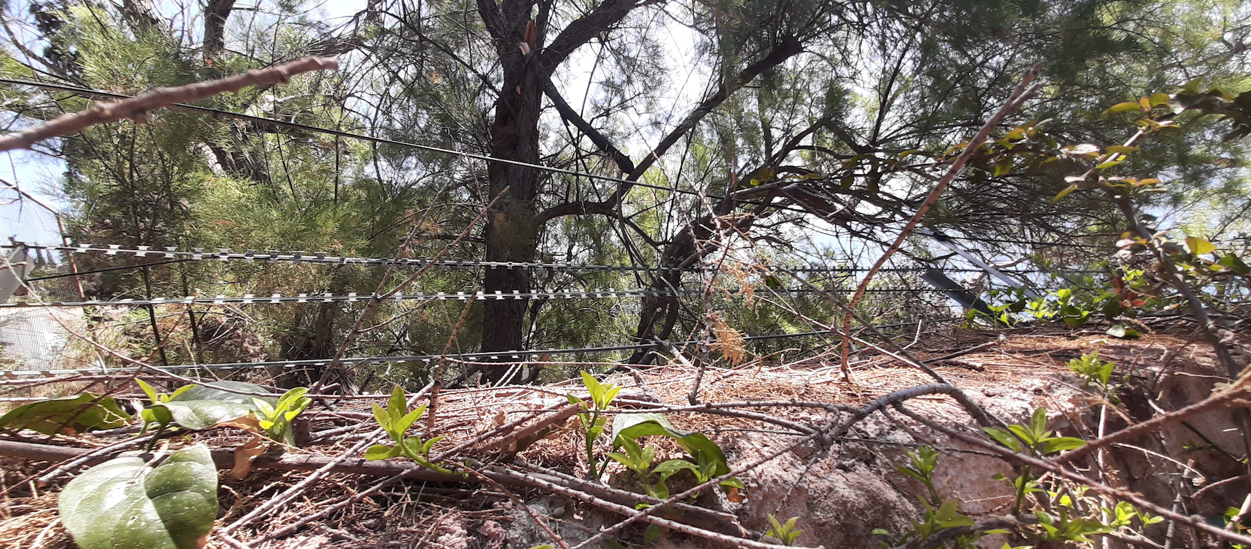 NARIA FIBER BARBED WIRE FENCE 60M ΠΡΟΣΤΑΣΙΑ ΑΓΚΑΘΩΤΟΥ ΣΥΡΜΑΤΟΣΧΟΙΝΟΥ - Image 2